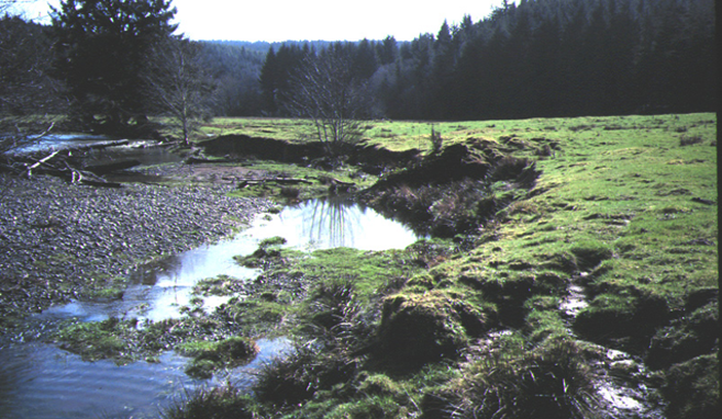 Part of the reach pre-1994 revegetation efforts, showing incised banks and lack of large wood. 