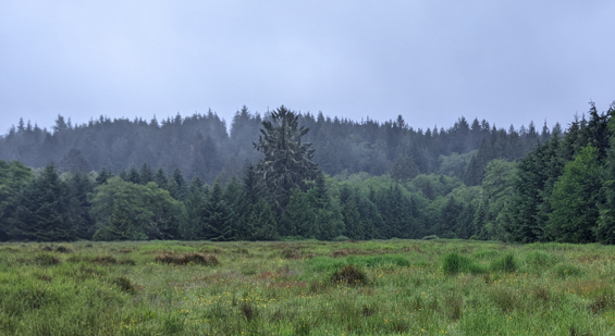 Current re-establishment of riparian buffer vegetation resulting from 1994 revegetation efforts. 